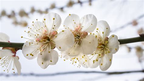 Fotos gratis naturaleza rama madera blanco Fruta pétalo comida