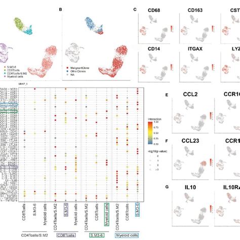 The Malignant T Cell Clone And Its Subpopulations A Umap Of All T