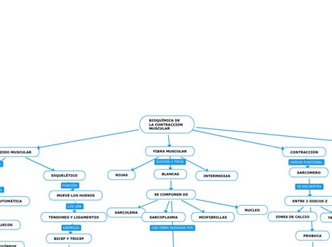 Bioqu Mica De La Contracci N Muscular Mind Map