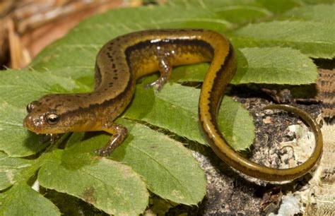 Southern Two Lined Salamander Virginia Dwr