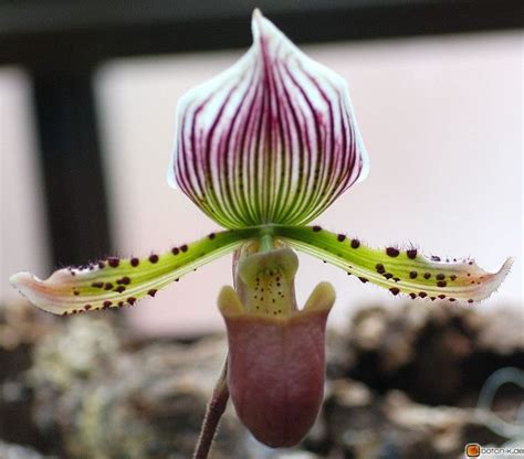 Paphiopedilum Lawrenceanum Orchid Frauenschuh Orchidee Orchideen