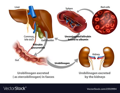 Bilirubin metabolism Royalty Free Vector Image