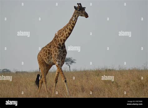 Giraffes of Africa Stock Photo - Alamy