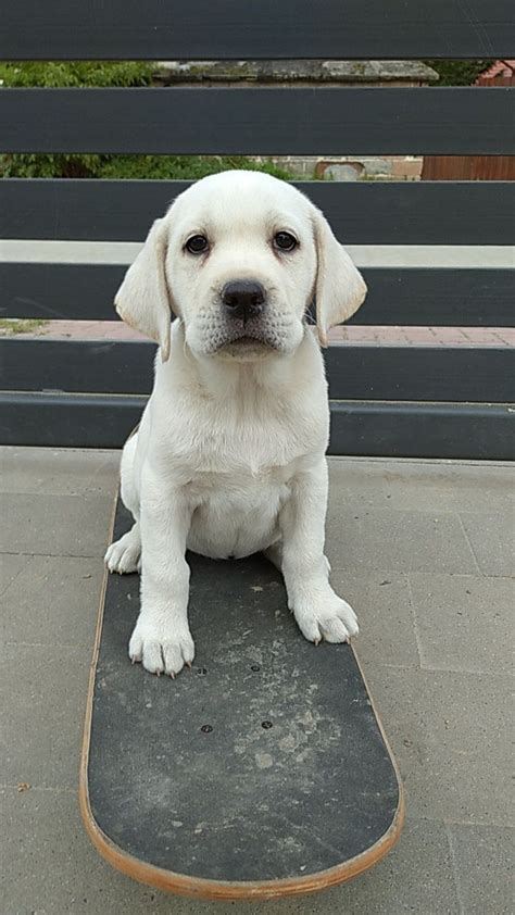 Labrador retriever Milejów Osada OLX pl