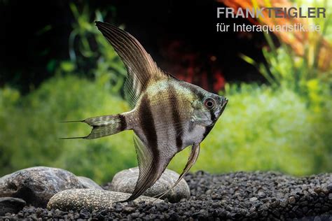 Schwarzblauer Skalar Pterophyllum Scalare Tiere Zierfische Barsche