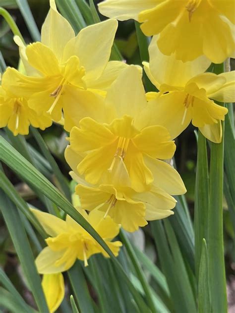 Photo Of The Bloom Of Split Cupped Collar Daffodil Narcissus