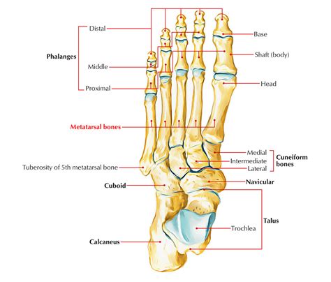 Skeleton Of The Foot Earths Lab