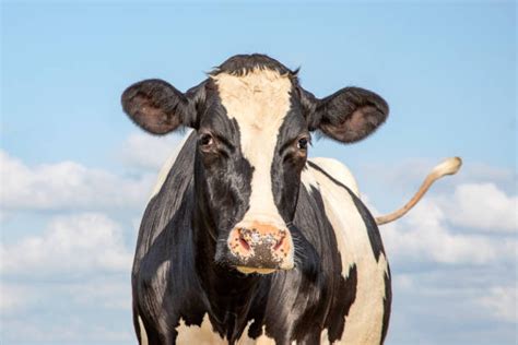 2 662 Holstein Cow Face Stock Photos Pictures Royalty Free Images