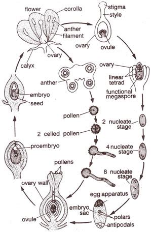 Life Cycle Of Angiosperm