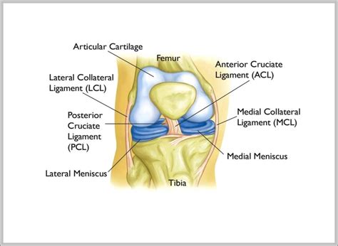 Knee Anatomy Ligaments Image - Graph Diagram