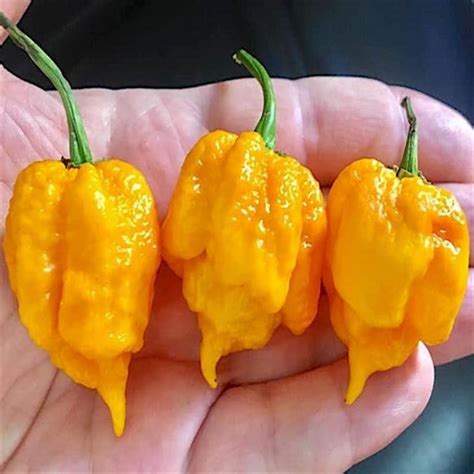 Pimenta Arara Trinidad Scorpion 400mg De Sementes