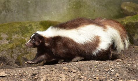 Maneras Fáciles de Sacar el Olor a Zorrino de la Casa PlagasWIKI