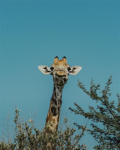 Premium Photo Portrait Of Giraffe Against Clear Blue Sky