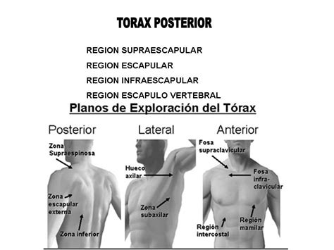 Conocimientos BÁsicos Nursing Division Topografica Del Torax