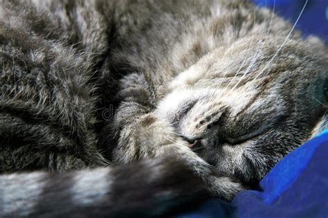 Sleeping grey cat. stock image. Image of close, domestic - 7221381