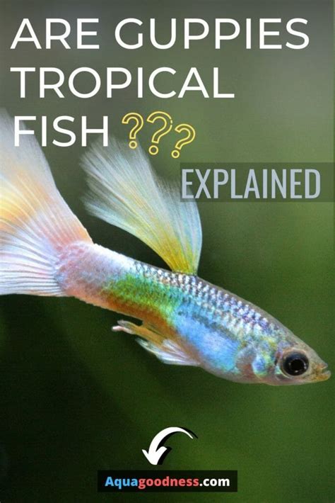 Are Guppies Tropical Fish? (Explained) - Aqua Goodness