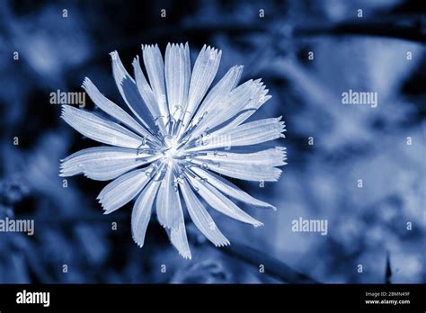 Large Flower Cichorium Intybus Natural Close Up Background Wallpaper