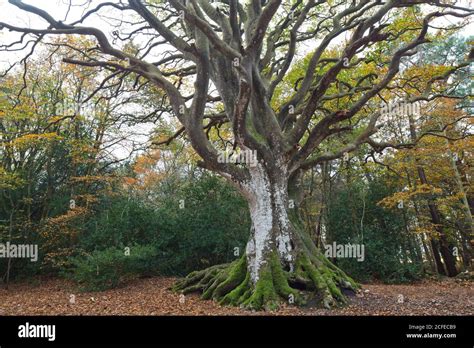 Arbres Remarquables De France Banque De Photographies Et Dimages à