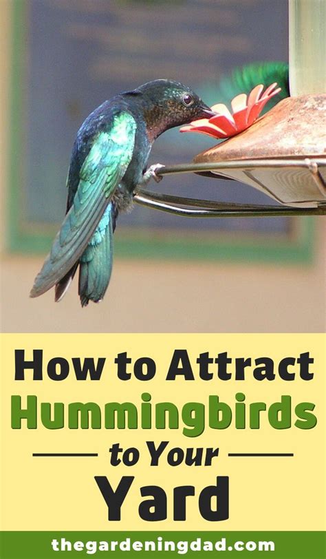 Best Way To Attract Hummingbirds To Your Yard The Gardening Dad How