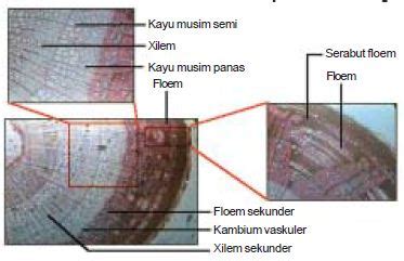 Detail Gambar Dan Bagian Batang Monokotil Koleksi Nomer 57