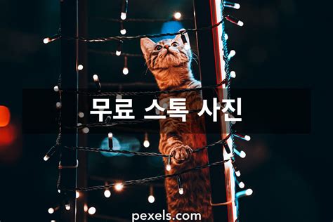 20000개의 최고의 만화 고양이 사진 · 100 무료 다운로드 · Pexels 스톡 사진