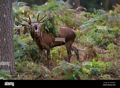 With Fervor Red Deer Cervus Elaphus During The Rut Roaring In The