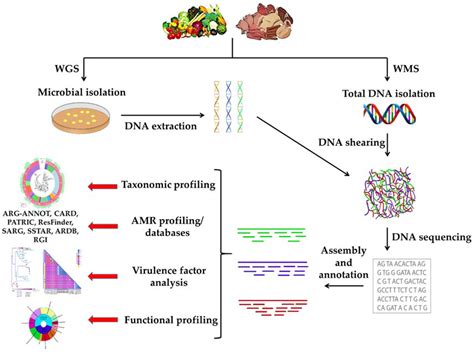 Genes Free Full Text The Present And Future Of Whole Genome