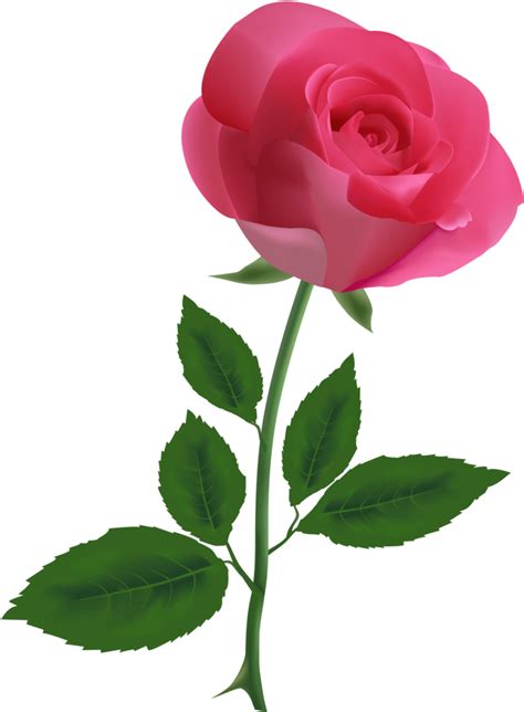 Pink Rose Clipart Pink Rose Clipart Transparent Background Png