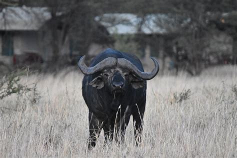 Tripadvisor 5 tägige private Safari im Serengeti Nationalpark und im