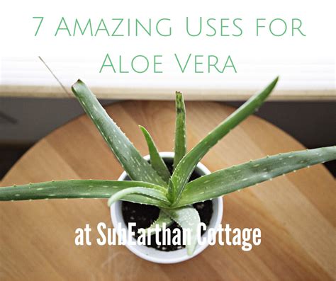 7 Amazing Uses for Aloe Vera Gel - SubEarthan Cottage