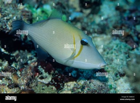 Scythe Triggerfish Sufflamen Bursa In North Sulawesi Indonesia Stock