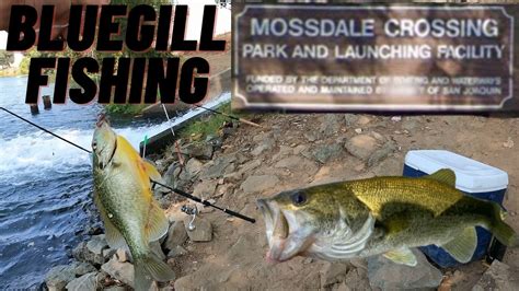 Bluegill Fishing Mossdale Crossing Regional Park Lathrop CA 2021