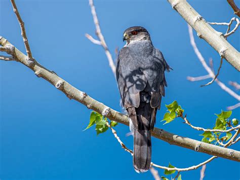 Cooper's Hawk Nesting (All You Need To Know) | Birdfact