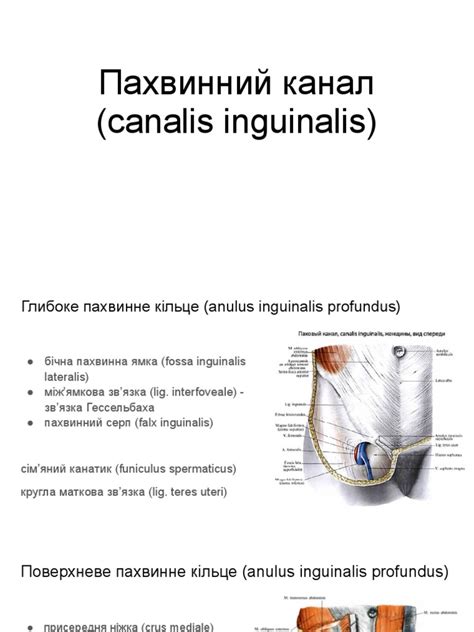 Canalis Inguinalis Pdf