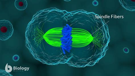 Metaphase Spindle Fibers