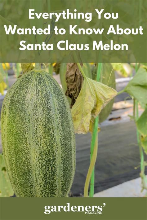 Everything You Wanted To Know About Santa Claus Melon - Gardeners' Magazine