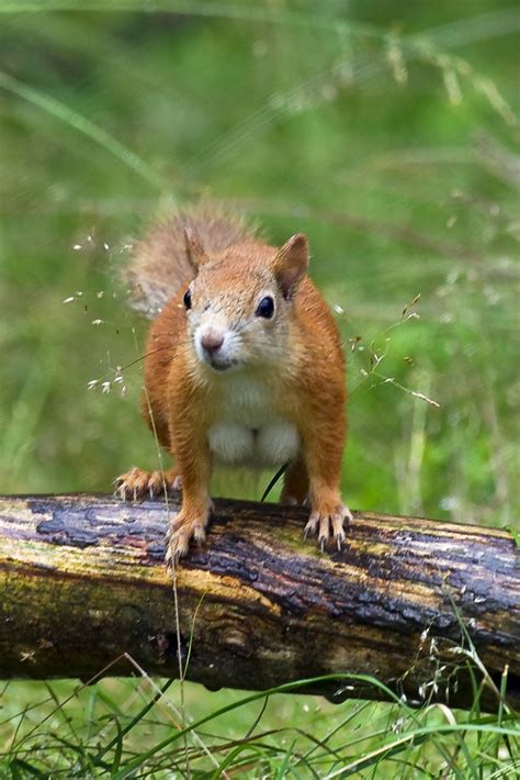 Female Red Squirrel 2 Dsc00157 Red Squirrel Or Eurasian Re Flickr