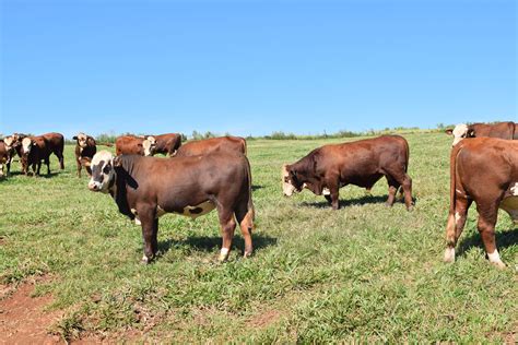 Braford Fazenda Basso E Pancotte Gen Tica De Resultado