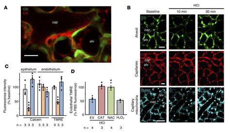 JCI Insight Endothelial Mitochondria Determine Rapid Barrier Failure