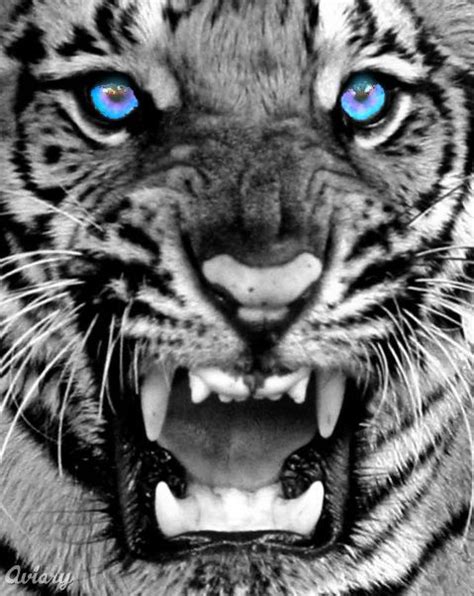 🔥 [40+] Black and White Tiger Wallpapers | WallpaperSafari