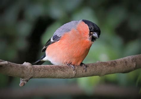 Details Northern Bullfinch Birdguides