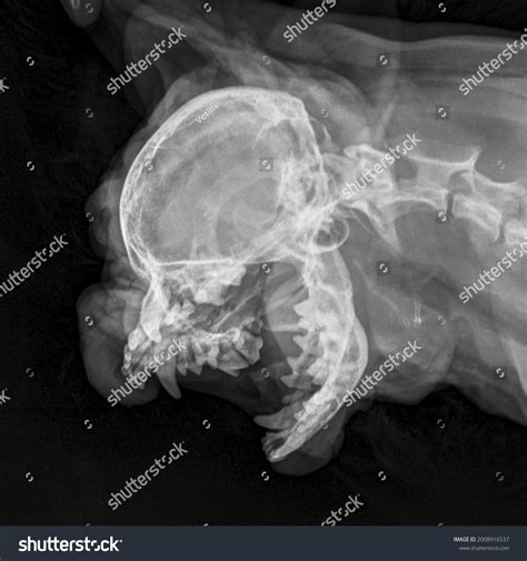 1,173 Dog Jaw Open Images, Stock Photos & Vectors | Shutterstock