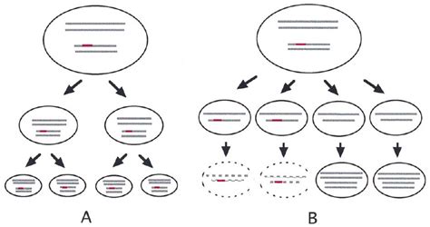 Fate Of Harmful Mutations In Sexual Reproduction A In Sexual