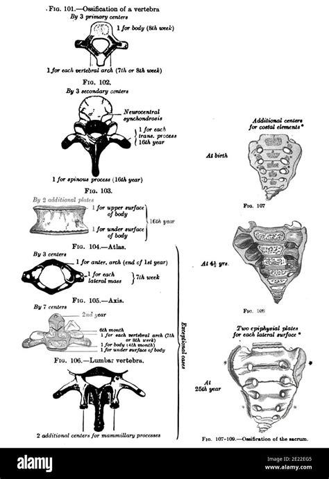 Sacral Vertebrae Diagram