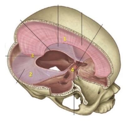 Dural Sinuses Meninges A Flashcards Quizlet