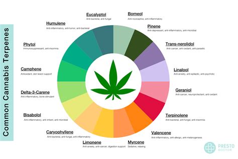 Cannabis Terpenes Choosing The Right Strain Prestodoctor