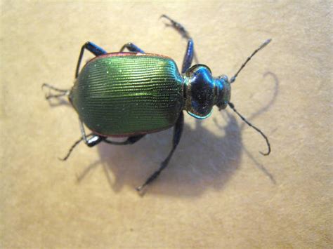 Real Iridescent Green Beetle