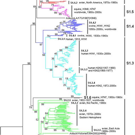 The Panorama Phylogenetic Tree Of Type A Influenza Virus Based On The