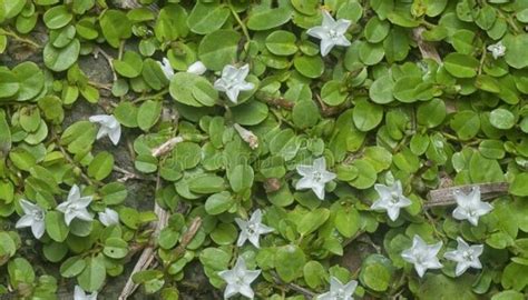 Plantas Rasteiras para Jardim 23 Lindas Espécies e Tipos