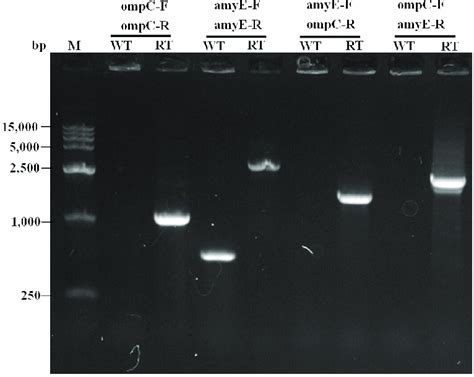 PCR Analysis With Different Primer Pairs Site Directed PCR Analysis Of